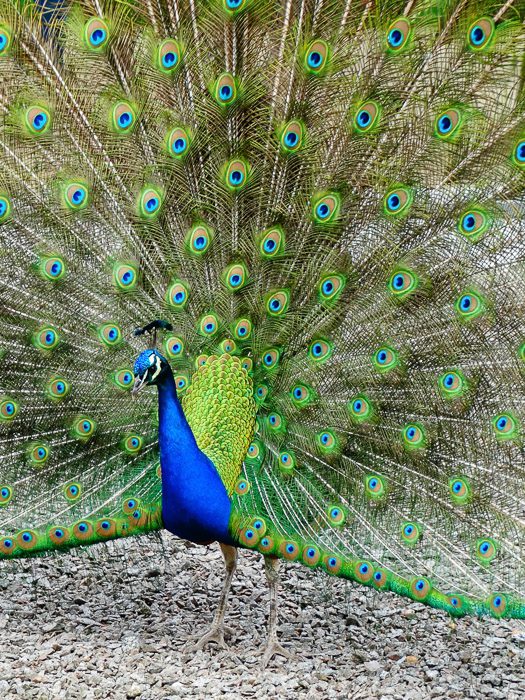 Visite des jardins du palacio da cristal à Porto au Portugal