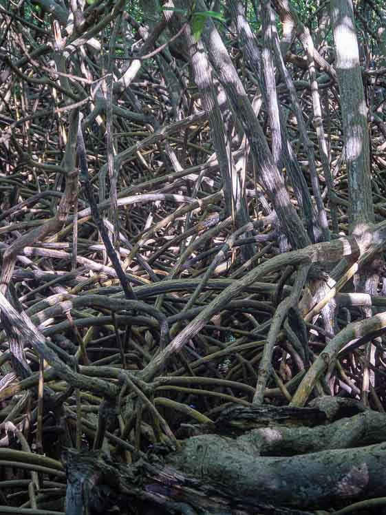 Randonnée de la presqu'île de la Caravelle en Martinique