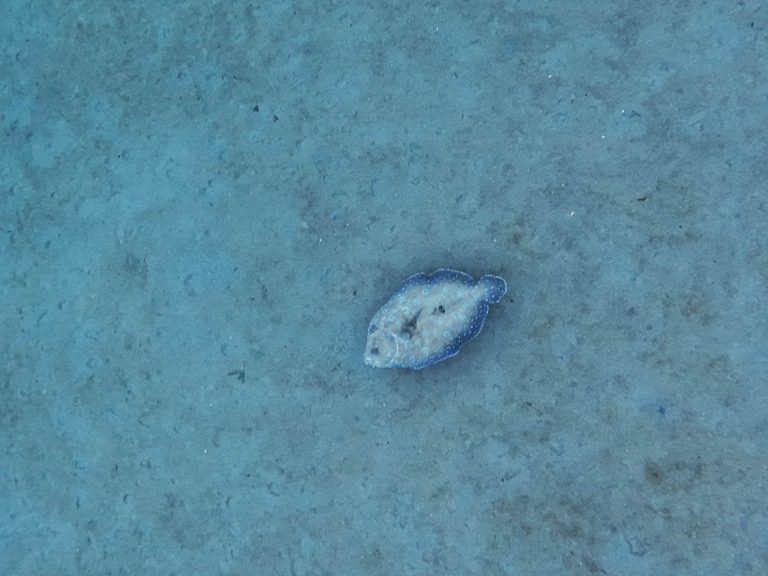 Snorkeling à Sainte-Lucie