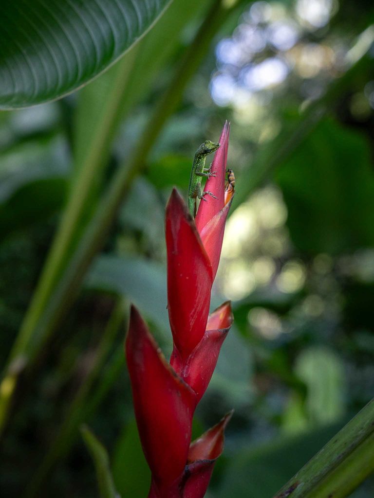 Visite du magnifique jardin de Balata à Fort-de-France en Martinique