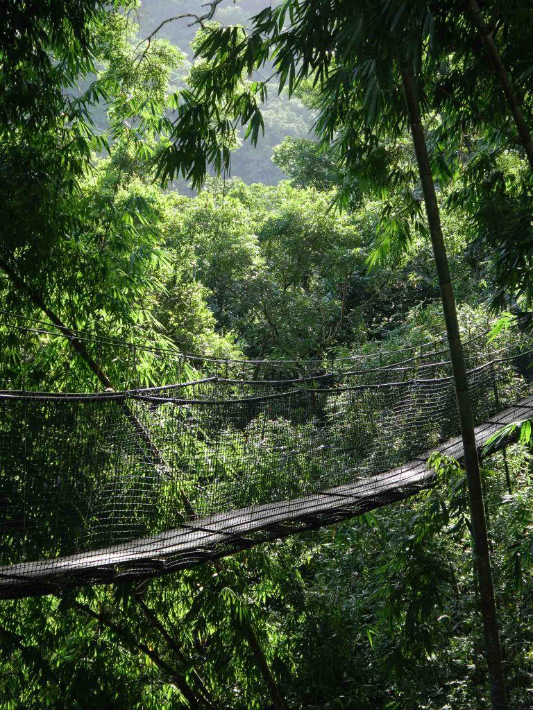 Visite du magnifique jardin de Balata à Fort-de-France en Martinique