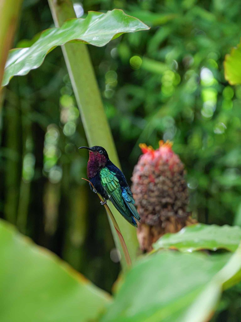 Visite du magnifique jardin de Balata à Fort-de-France en Martinique